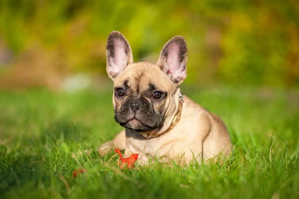 Bouledogue français