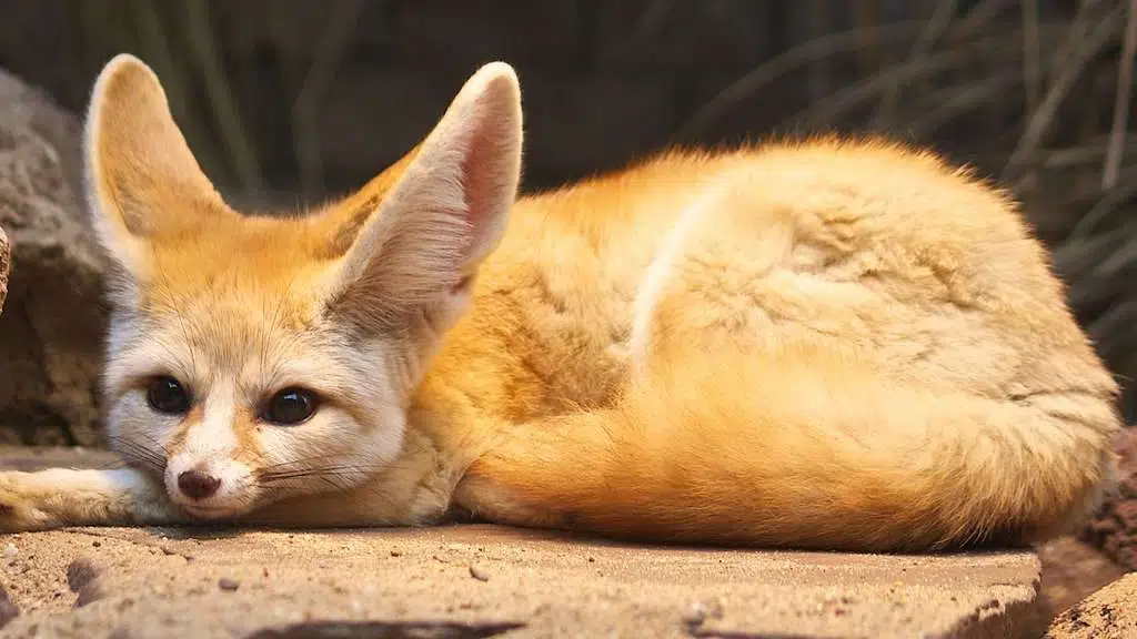 Fennec de compagnie