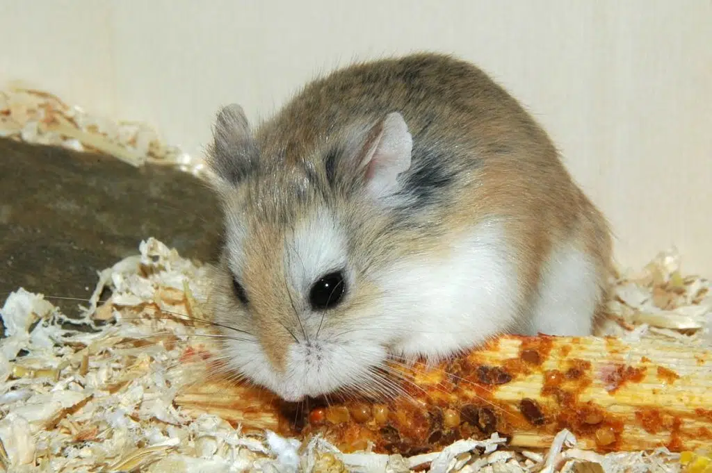 Hamster géant