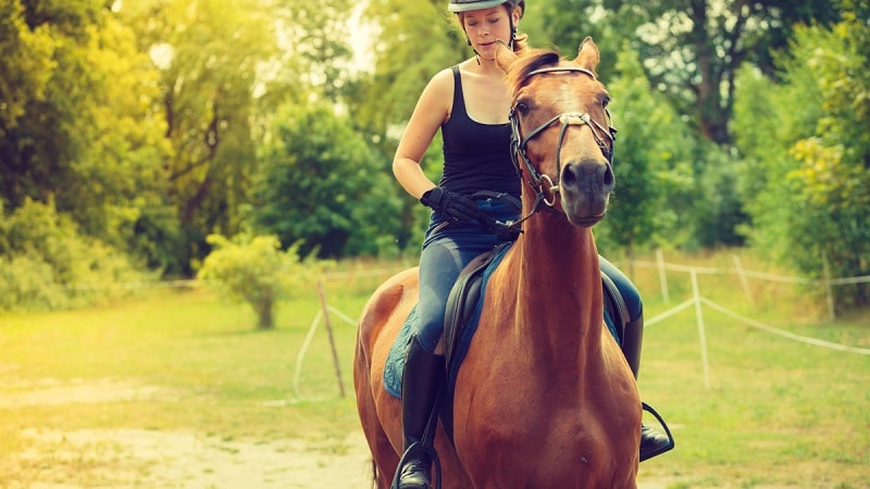 Pourquoi prendre soin de vos chevaux avec des produits spécialisés
