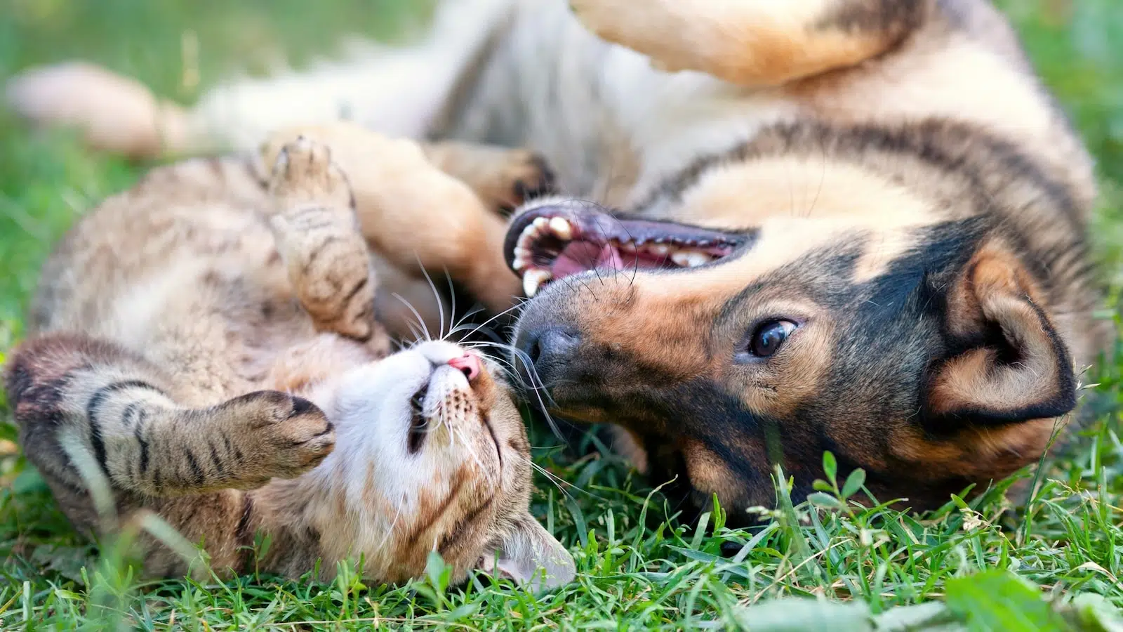 Deux animaux de compagnie entrain de jouer