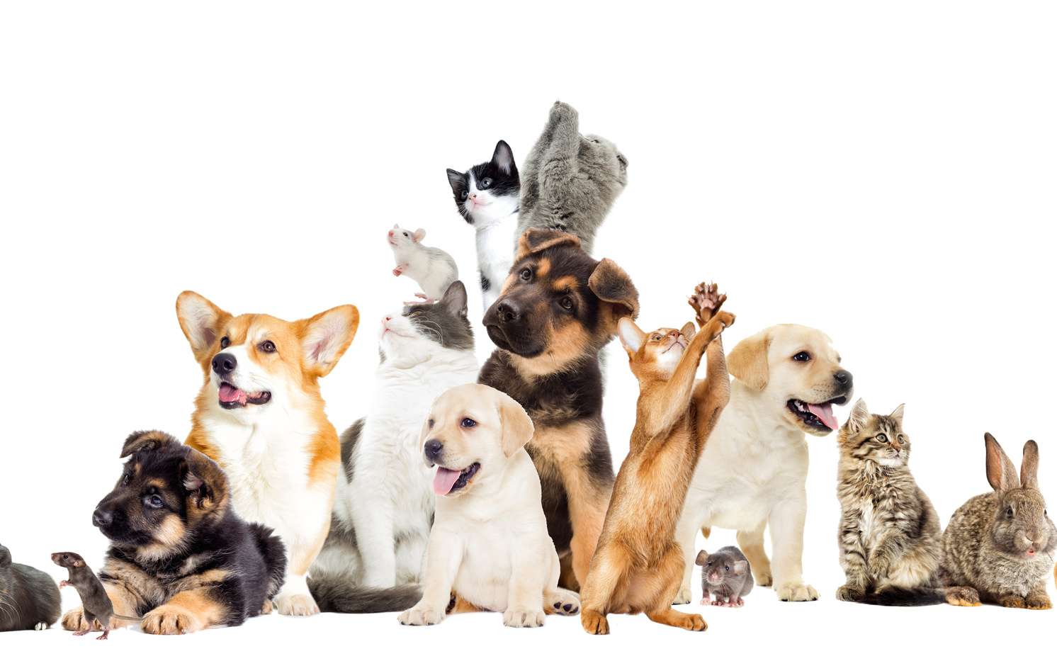 Quel animal de compagnie adopter ? Vos options pour choisir un animal de compagnie