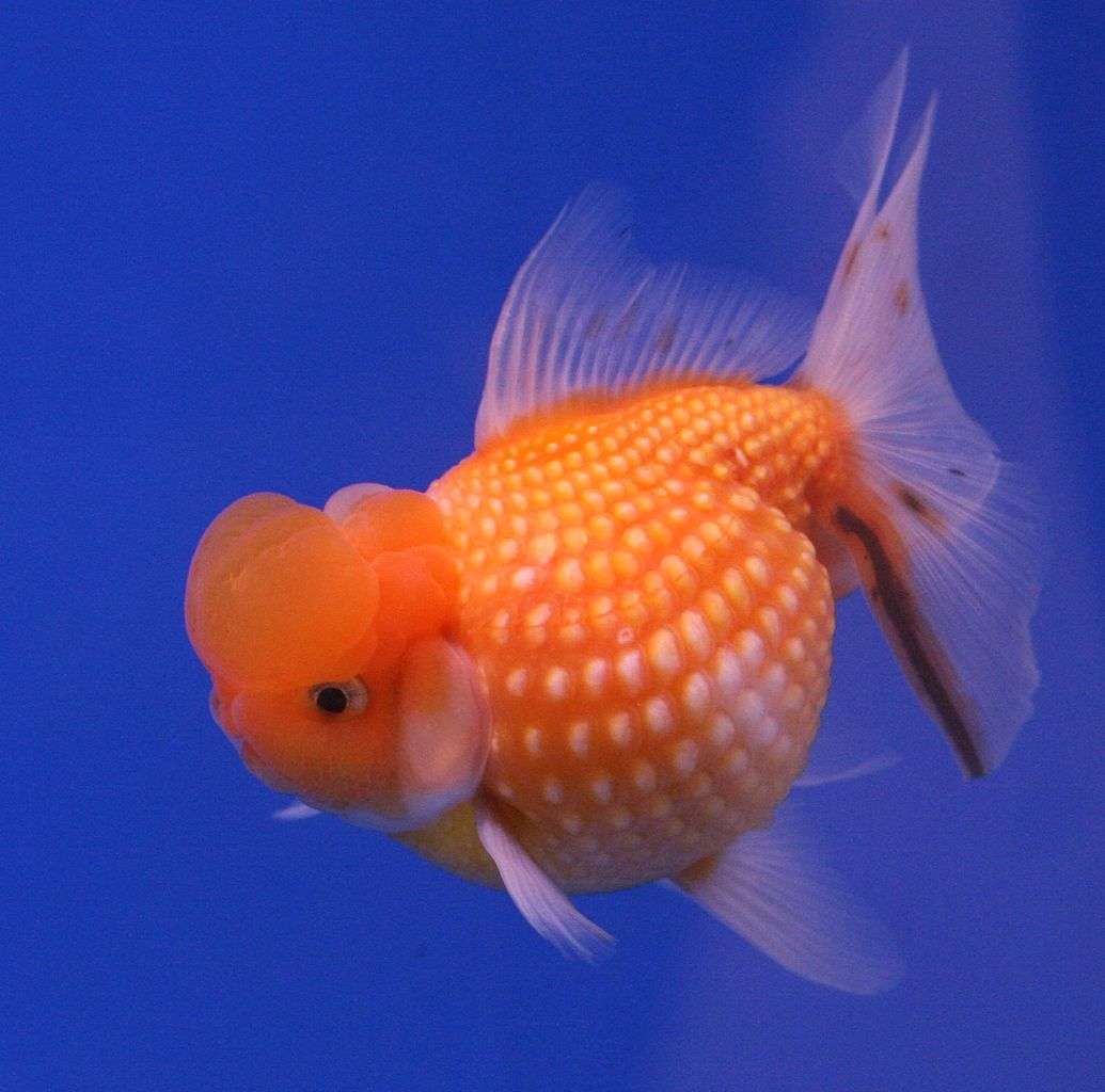 Quel type de poisson choisir comme animal de compagnie ? Un poisson rouge comme animal de compagnie