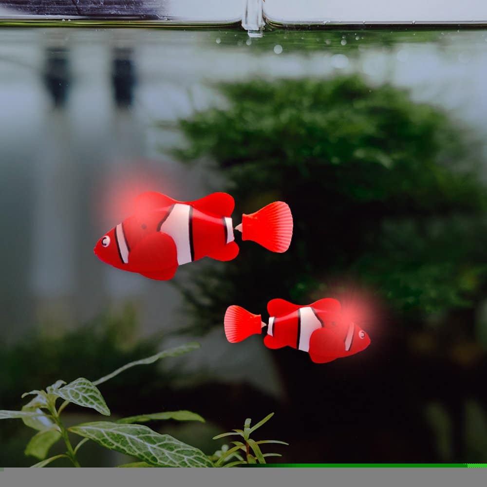 Deux poissons de compagnie rouge