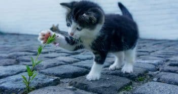 Choisir et installer une chatière pour votre animal cet été