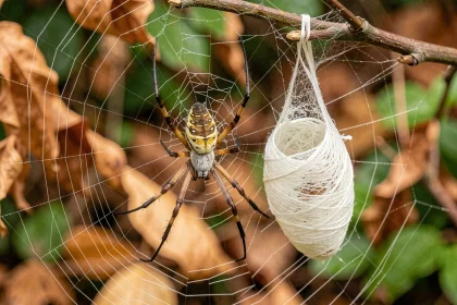 Araignée argiope au centre de sa toile avec un cocon d'œufs en soie blanche suspendu à une brindille dans un jardin automnal