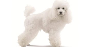 Quelle est la taille d’un caniche nain ?