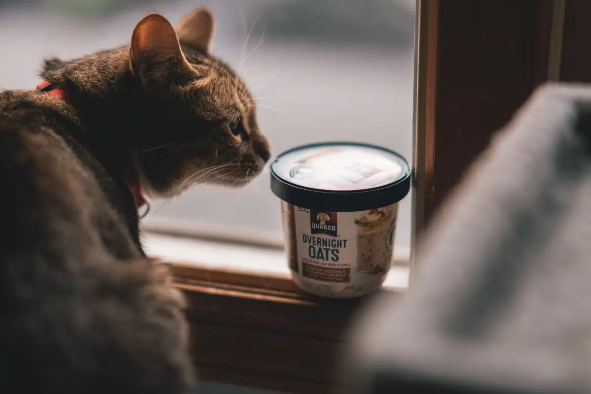 chat aliment