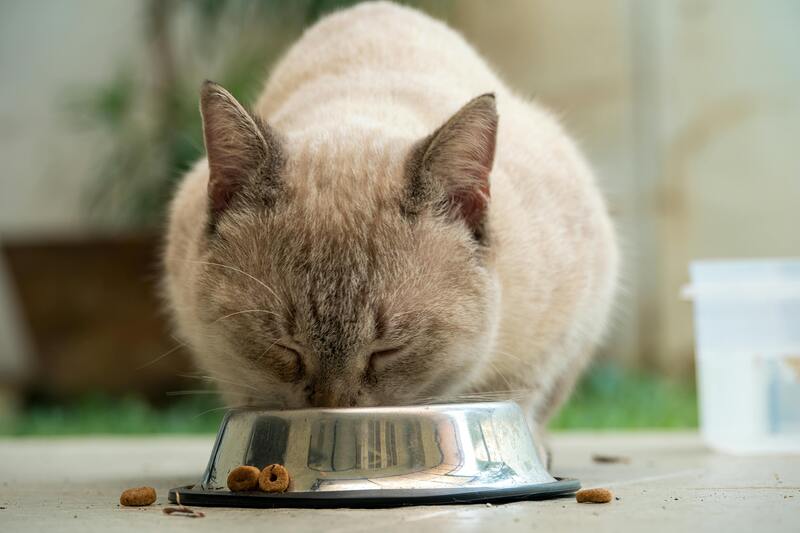chat avec sa gamelle