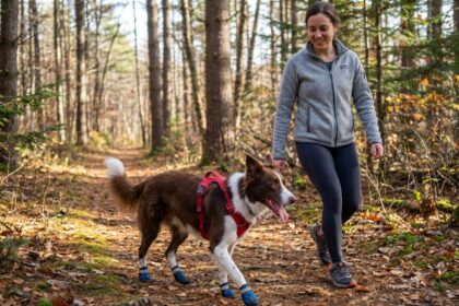 Chien actif portant harnais rouge court en forêt