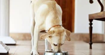 Pro-Nutrition : meilleures croquettes pour chien ?