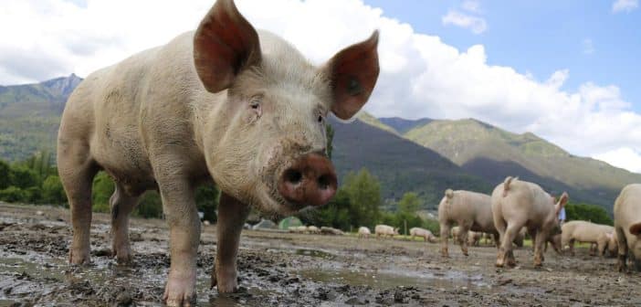 Comment réussir l’élevage de porc ?