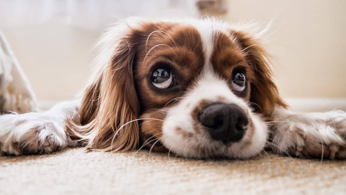 Comprendre les réactions de votre chien...