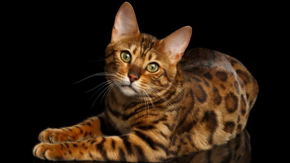 de la race de chat, le Bengal