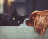 Santé des chiens et chats : quels intérêts de prendre une assurance 