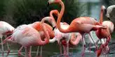 flamant rose