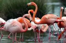 flamant rose