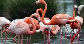 flamant rose