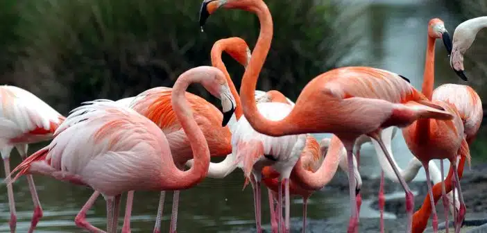 flamant rose