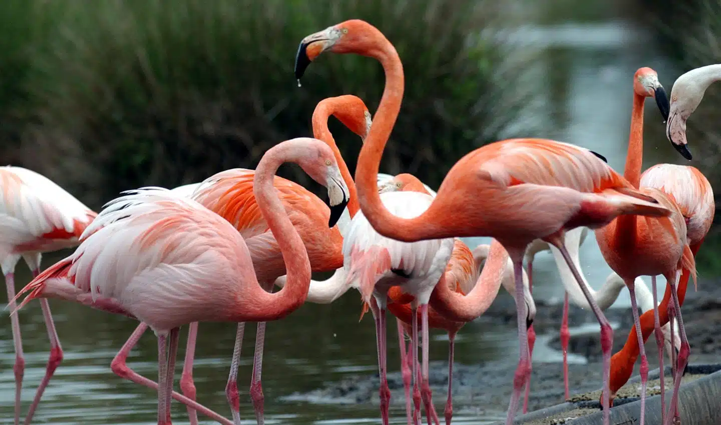 flamant rose