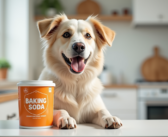 Bicarbonate de soude pour chiens : les risques et précautions à prendre