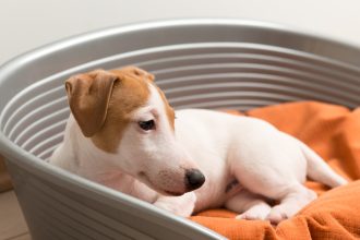 Grand chien : comment bien choisir son panier pour préserver son confort et ses articulations ?