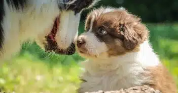 La socialisation des chiots : les étapes clés pour un chien bien équilibré et sociable