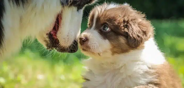 La socialisation des chiots : les étapes clés pour un chien bien équilibré et sociable