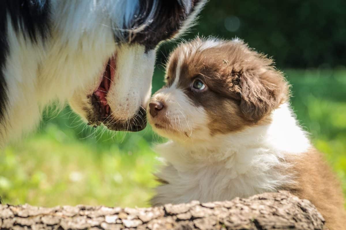 La socialisation des chiots : les étapes clés pour un chien bien équilibré et sociable