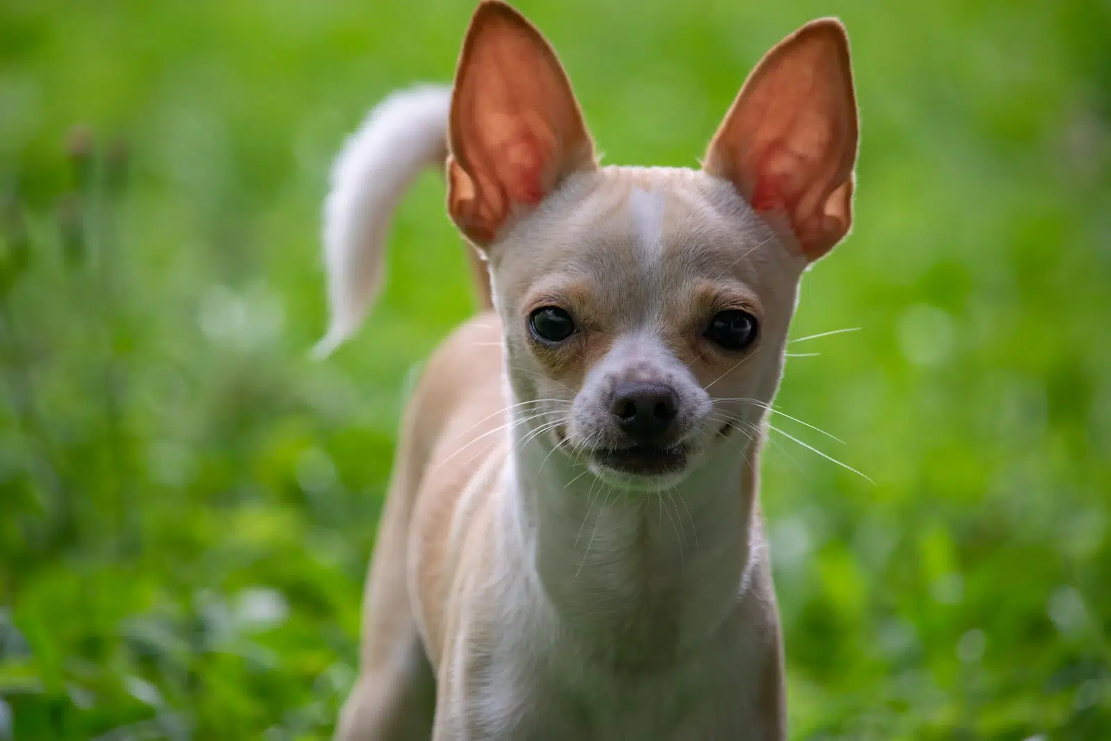 Qui est le chien le plus moche du monde ?