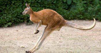 Que mangent les kangourous ?
