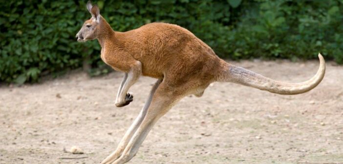 Que mangent les kangourous ?