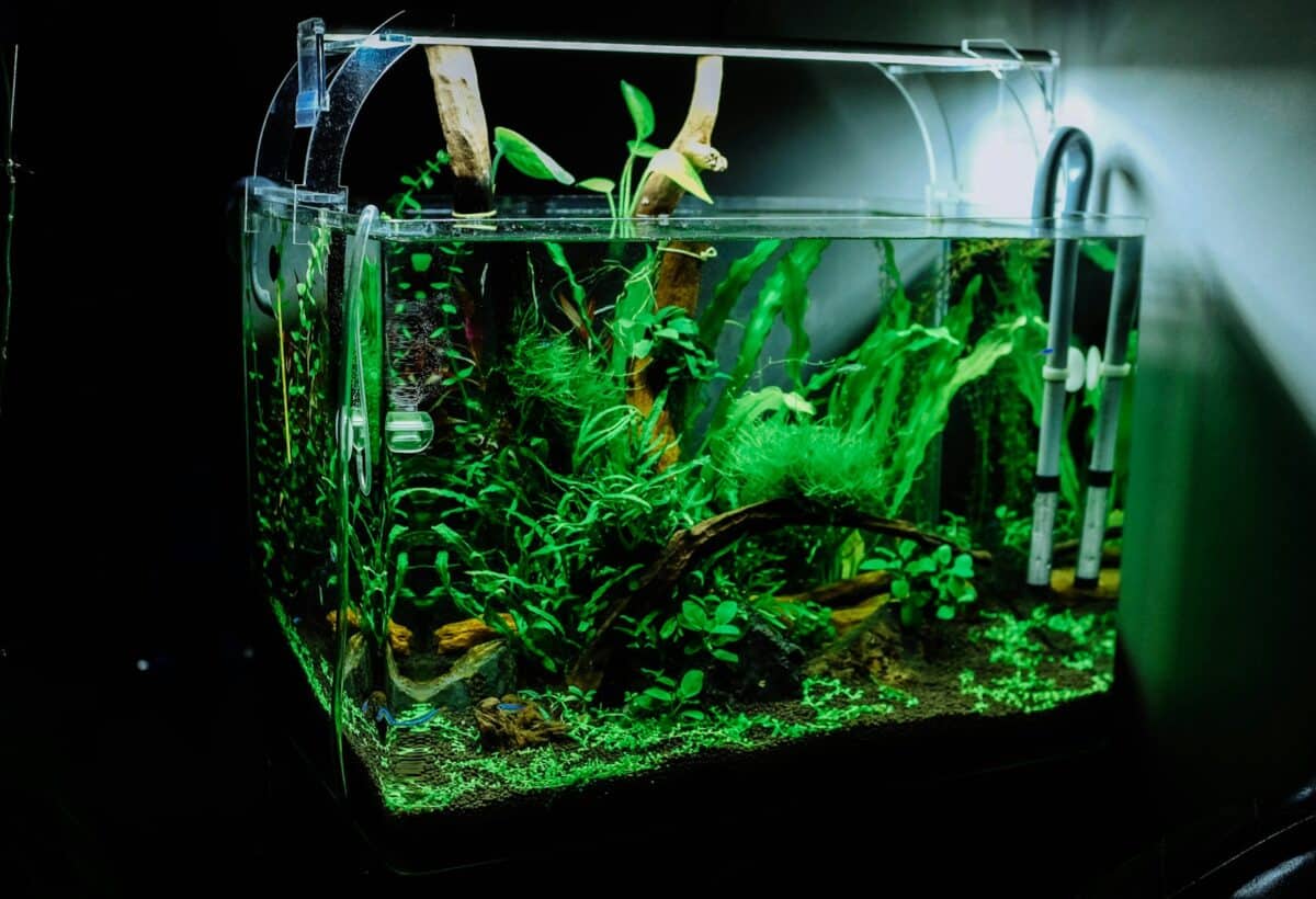 aquarium