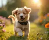 Examen des aspects scientifiques du collier anti aboiement PuppySafe