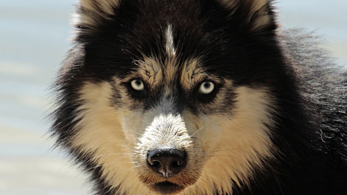 Pourquoi souscrire une assurance chien ?