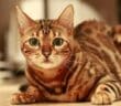 présentation de la race de chat, le Bengal