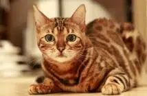 présentation de la race de chat, le Bengal