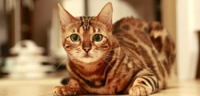 présentation de la race de chat, le Bengal