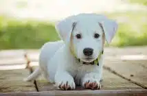 Que faut-il faire avant d'emmener votre chien chez le vétérinaire ?