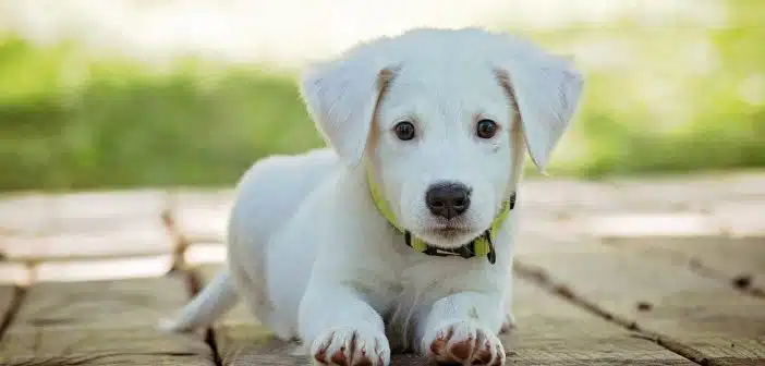 Que faut-il faire avant d'emmener votre chien chez le vétérinaire ?