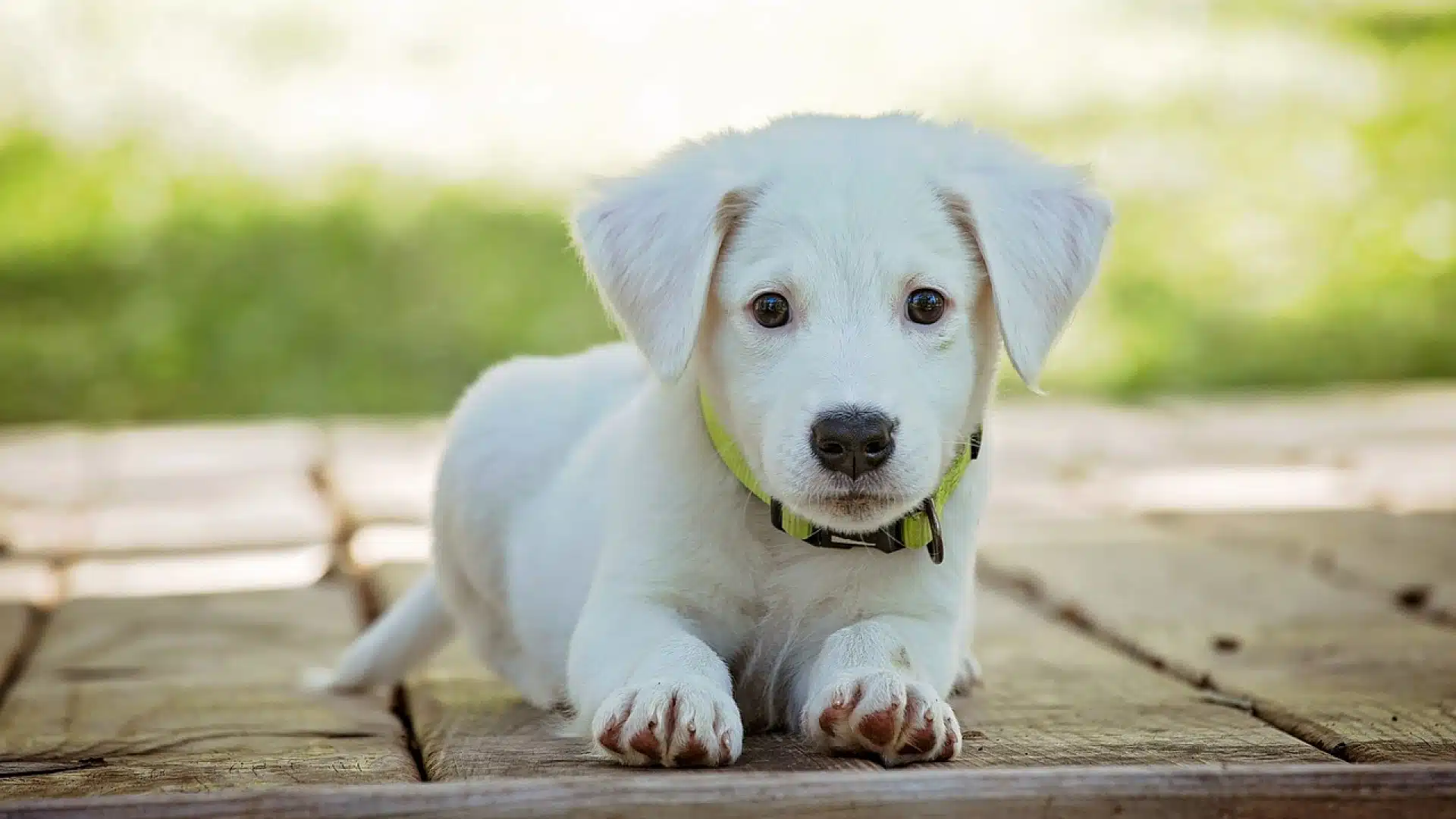 Que faut-il faire avant d'emmener votre chien chez le vétérinaire ?