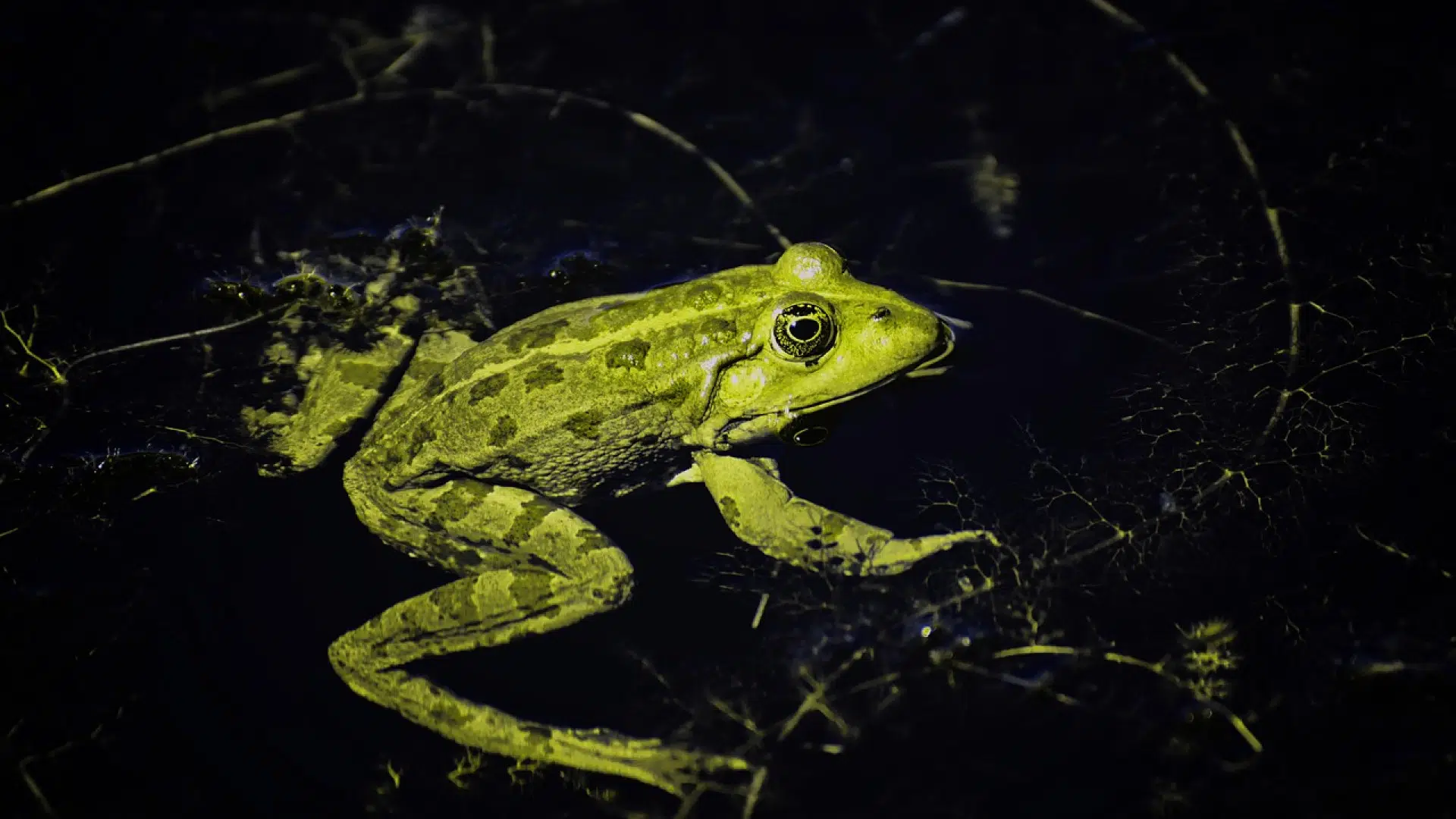 Quelle est la différence entre une grenouille et un crapaud ?