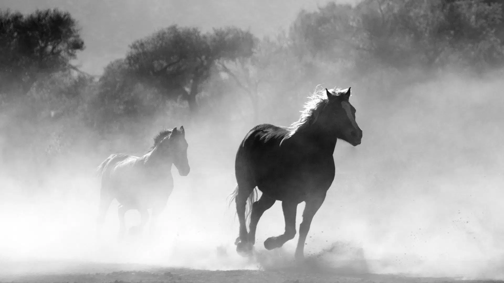 Quelle nourriture donner aux chevaux ?