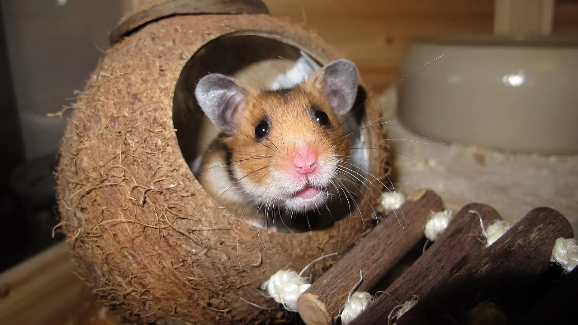 Quelques informations pratiques avant d'adopter un Hamster