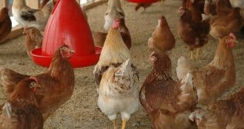 Quels matériels choisir pour l’élevage avicole ?