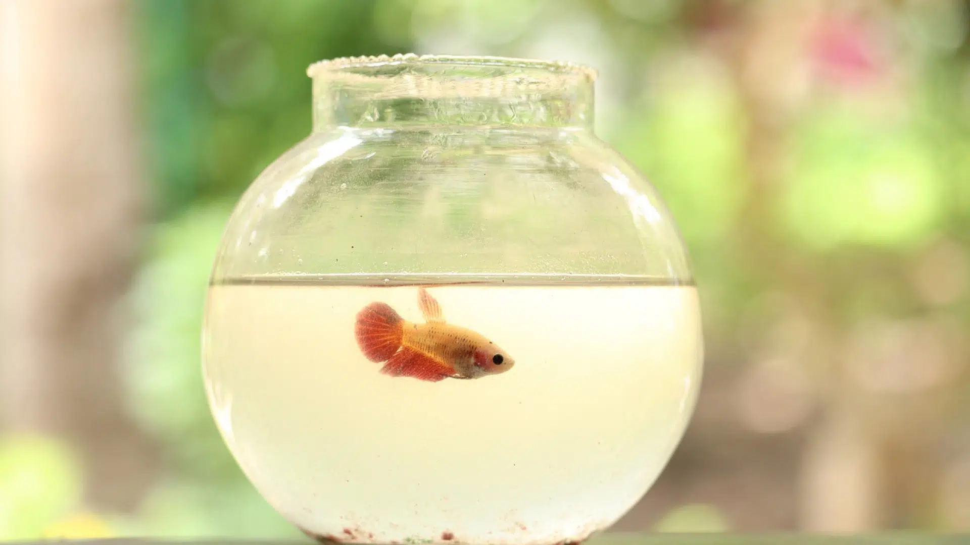 Quels sont les avantages d’une plateforme de vente des produits pour aquariums et reptiles ?
