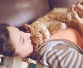 Quel est le chat le plus affectueux ?