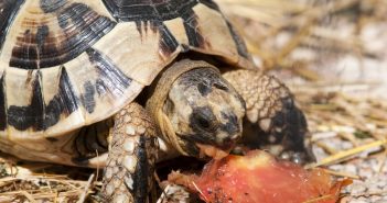 Pourquoi ma tortue de terre ne mange plus ?