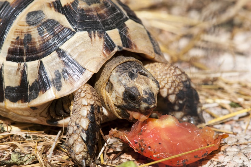 Pourquoi ma tortue de terre ne mange plus ? X Anima