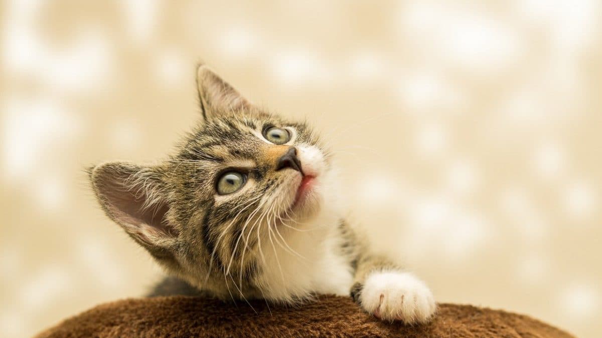 Tout savoir sur les animaux grâce à un blog dédié...